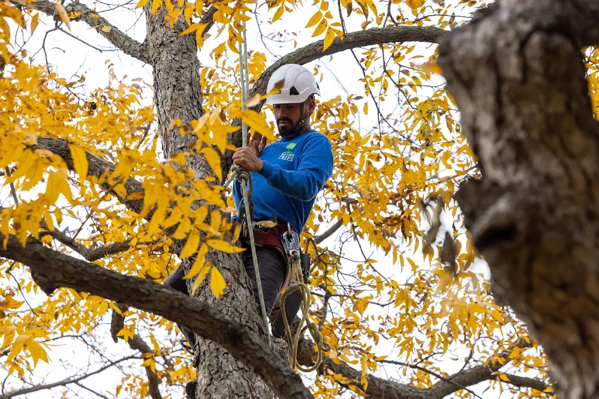 Skilled Tree Trimming crew working in Milan